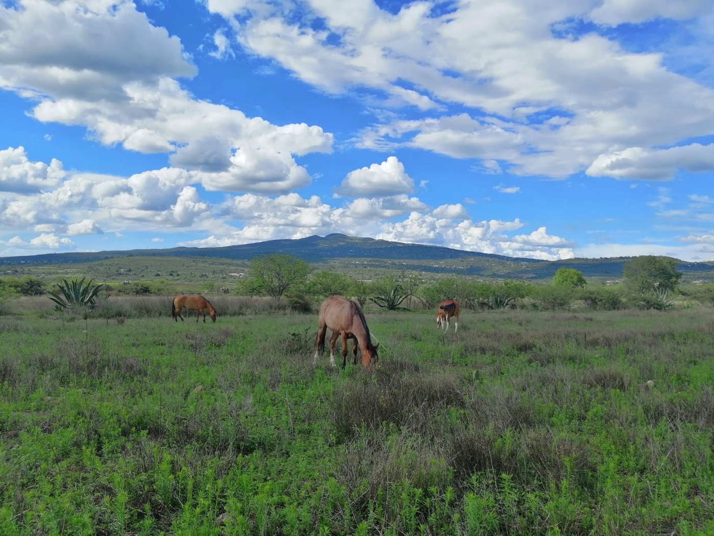 Valle y lomas del Rancho La Cañada con caballos, Nopala de Villagrán