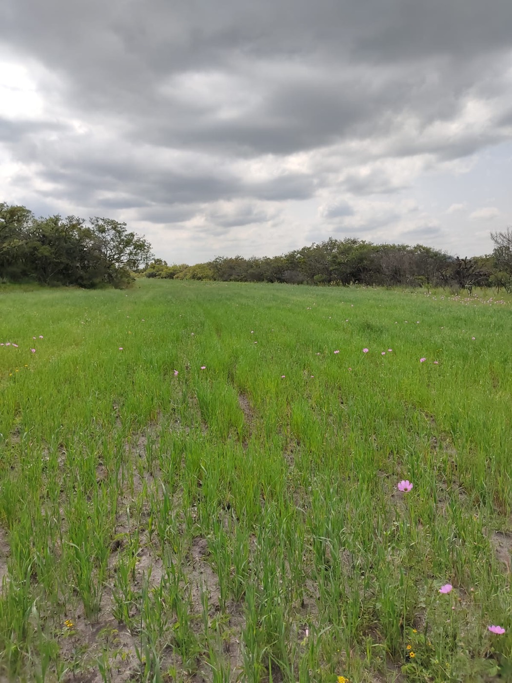 Campo del Rancho La Cañada bajo cielo nublado