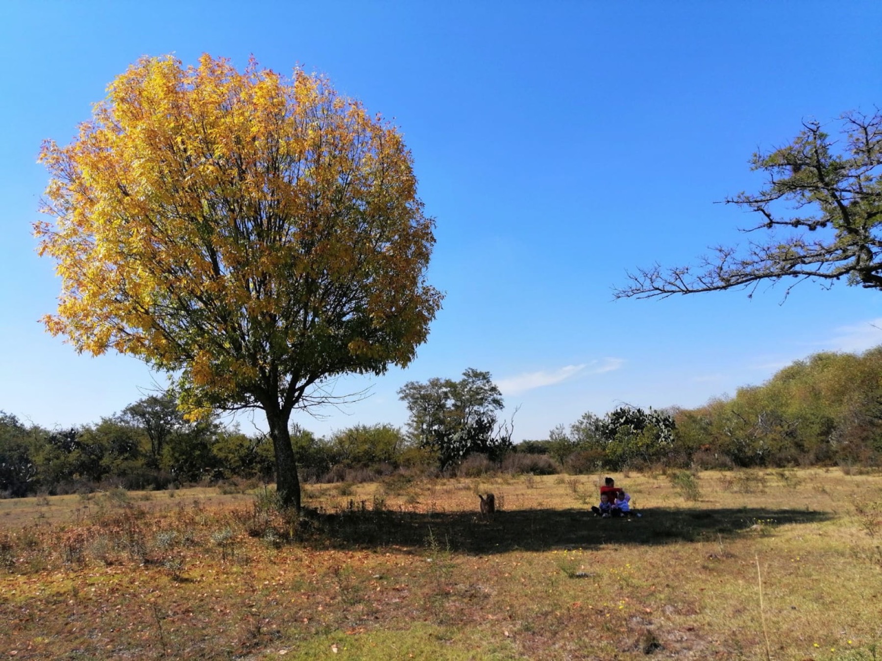 Árbol solitario en el campo del Rancho La Cañada, Nopala de Villagrán, Hidalgo
